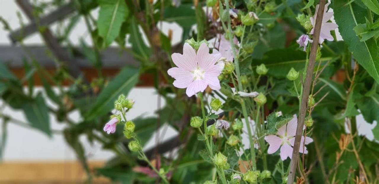 Ferienwohnung Bader 볼슈테르란크 외부 사진